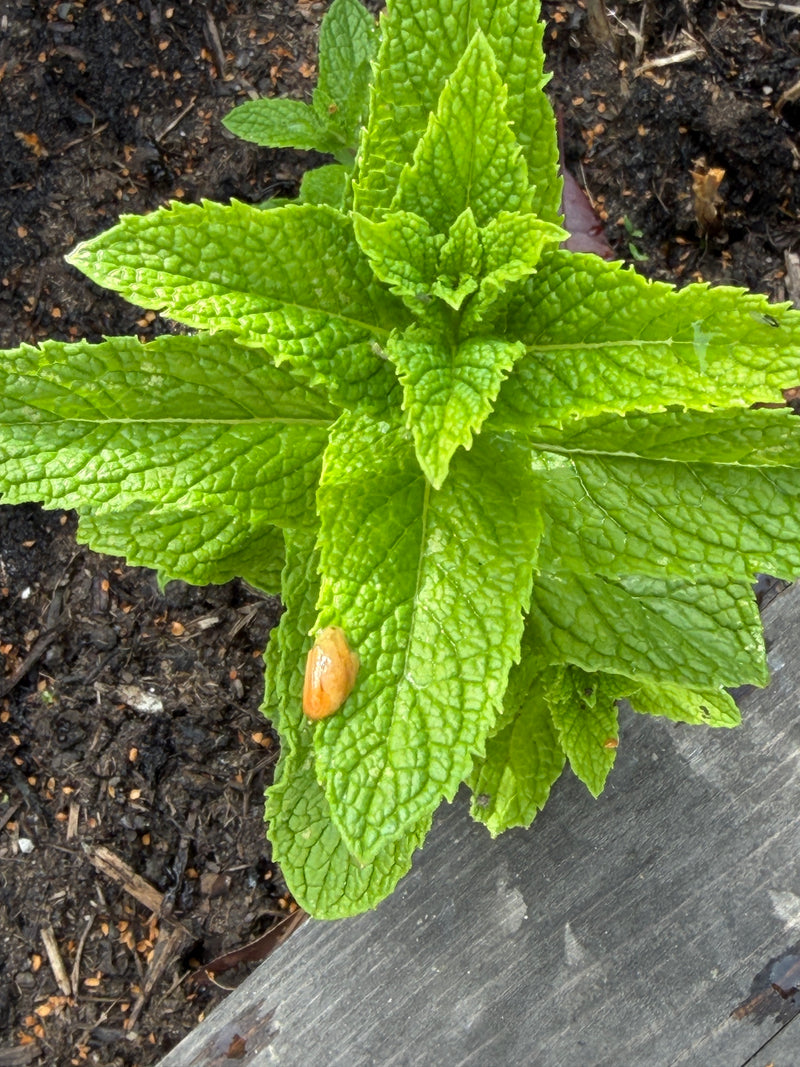 Menthe des champs — Bild 1