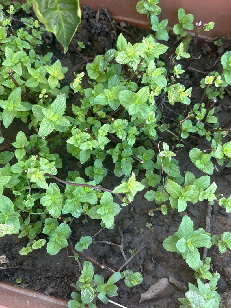 Menthe des champs — photo 1 sur 11