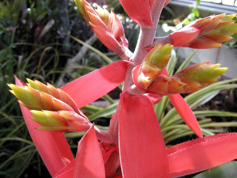 Aechmea — photo 1 sur 1