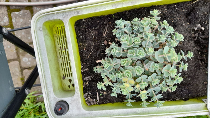 Feuille de graisse afghane — Bild 1