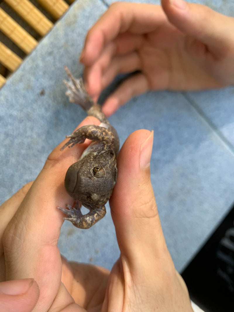 Afrikanischer Krallenfrosch — photo 2 sur 2
