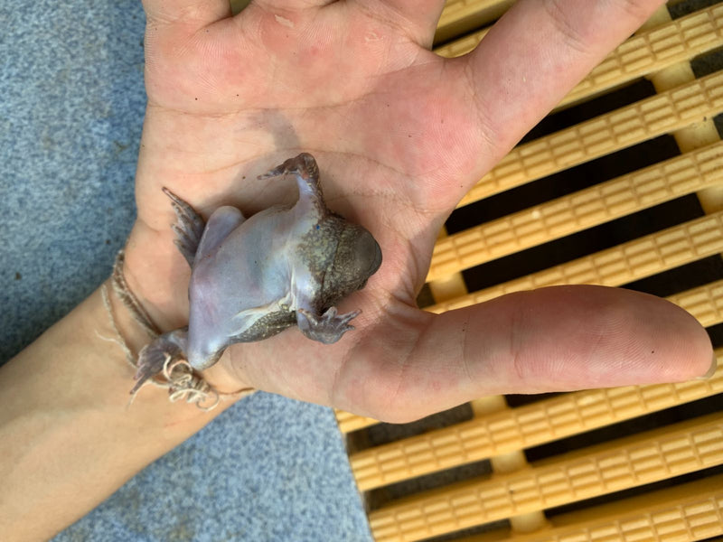Un xénope du Cap repose sur le dos dans une main humaine ouverte.