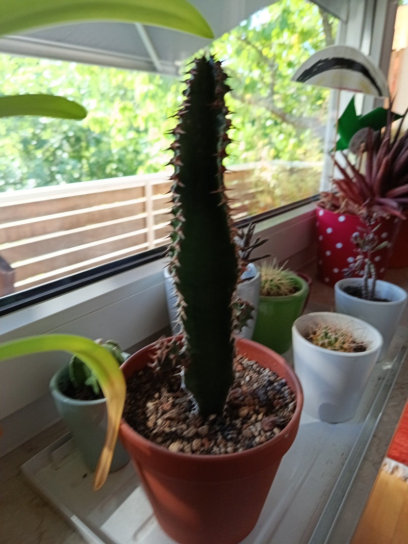 Arbre à lait africain — Bild 1