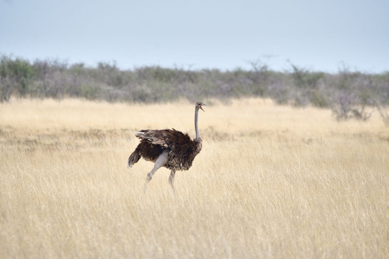 Une autruche d'Afrique femelle marche dans les hautes herbes sèches, le bec légèrement ouvert.