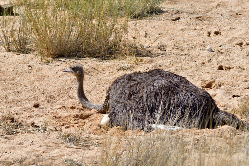 Une autruche femelle couve dans une cuvette sablonneuse, avec un œuf visible sous son plumage.