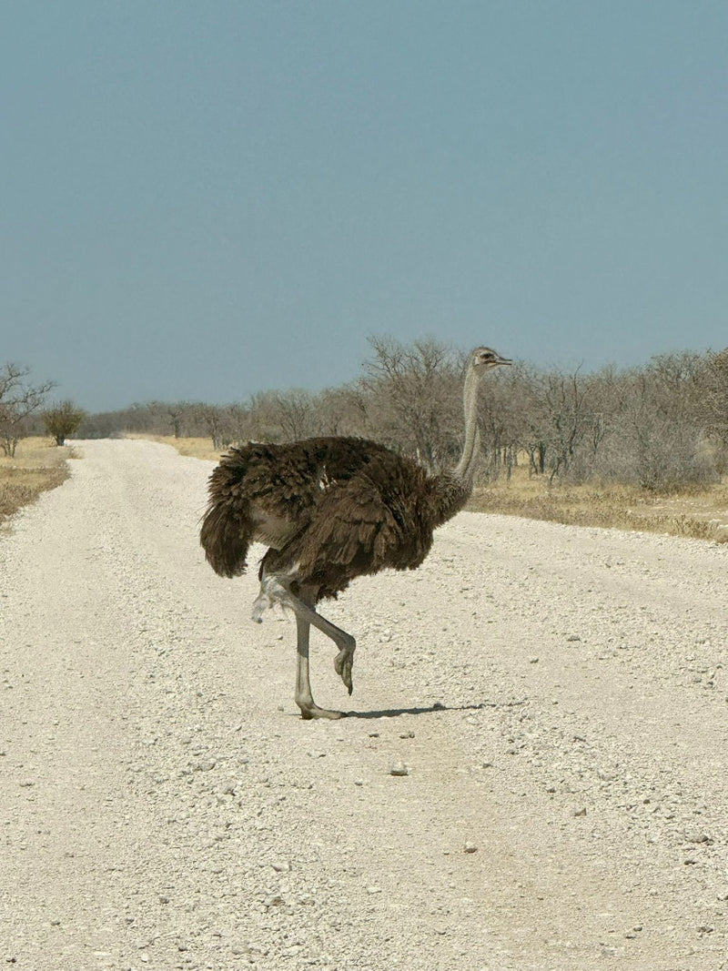 Une autruche d'Afrique traverse une piste de gravier clair dans un paysage de brousse aride.
