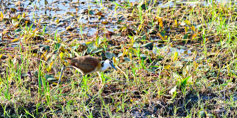 Un jacana à poitrine dorée marche dans une végétation flottante et riveraine dense.