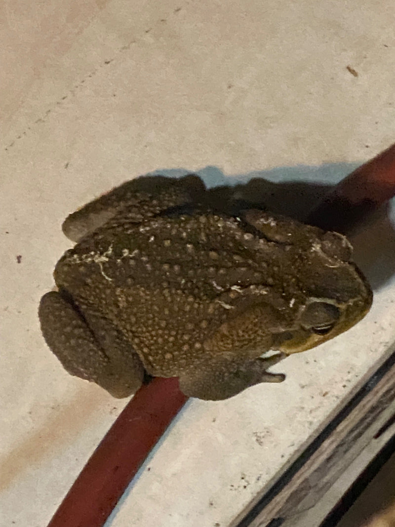 Crapaud de canne — Bild 1