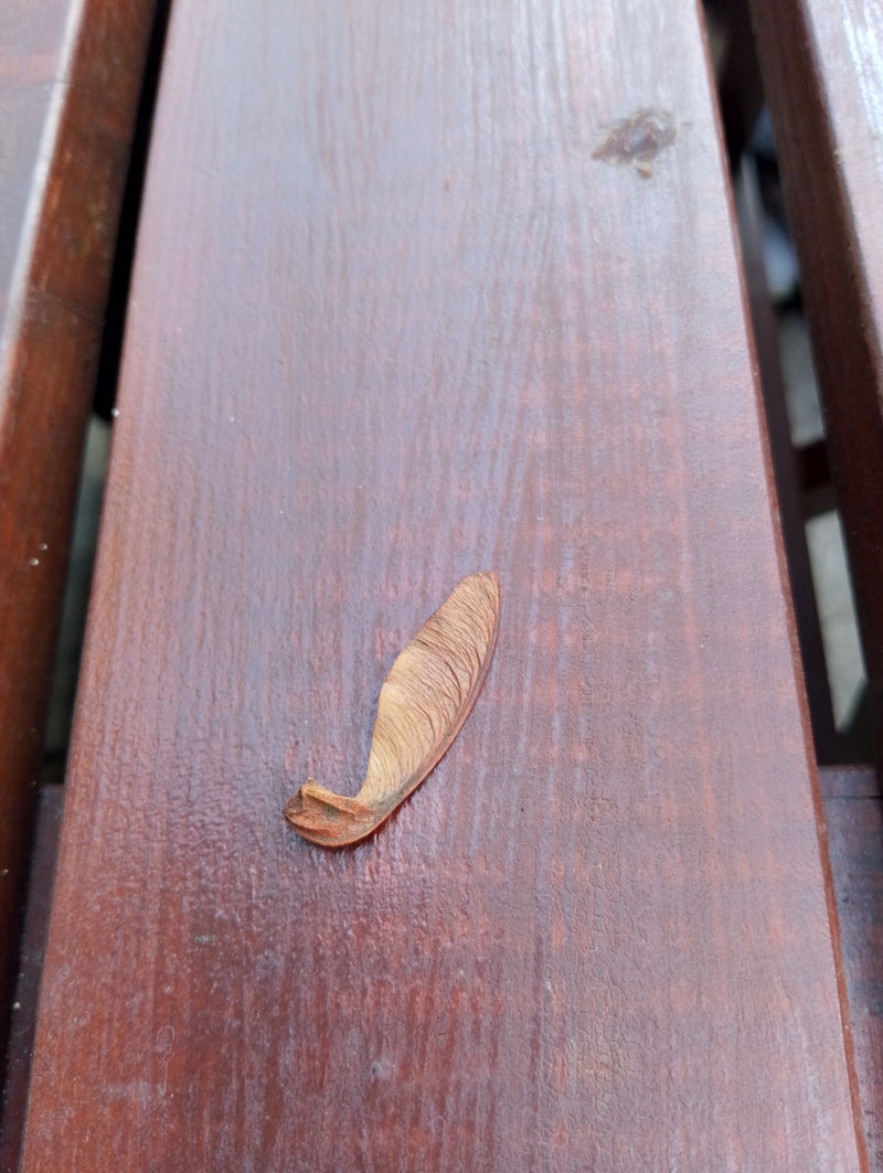 Une seule samare séchée d'érable repose sur un banc en bois marron. L'organe de vol caractéristique de la plante est bien visible.