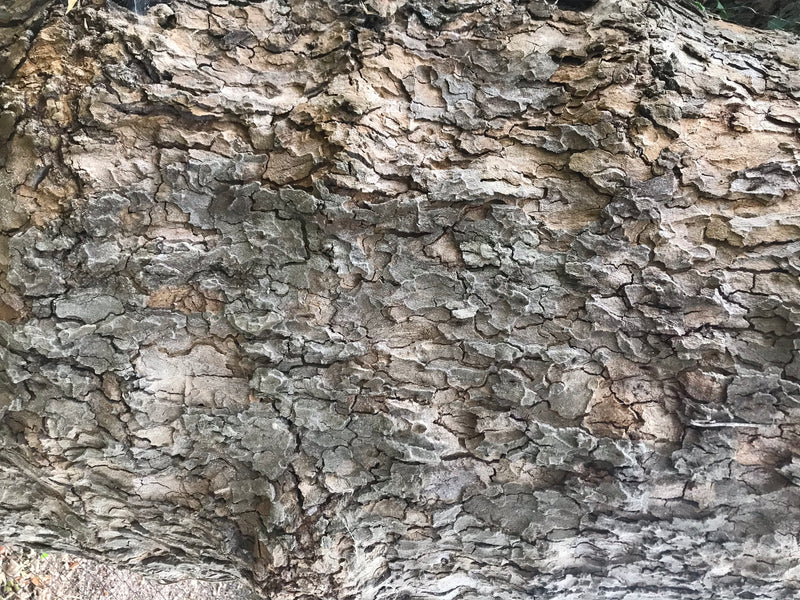 On voit l'écorce caractéristique et squameuse d'un platane à feuilles d'érable en gros plan. L'écorce présente le motif typique de plaques grises et brunâtres.