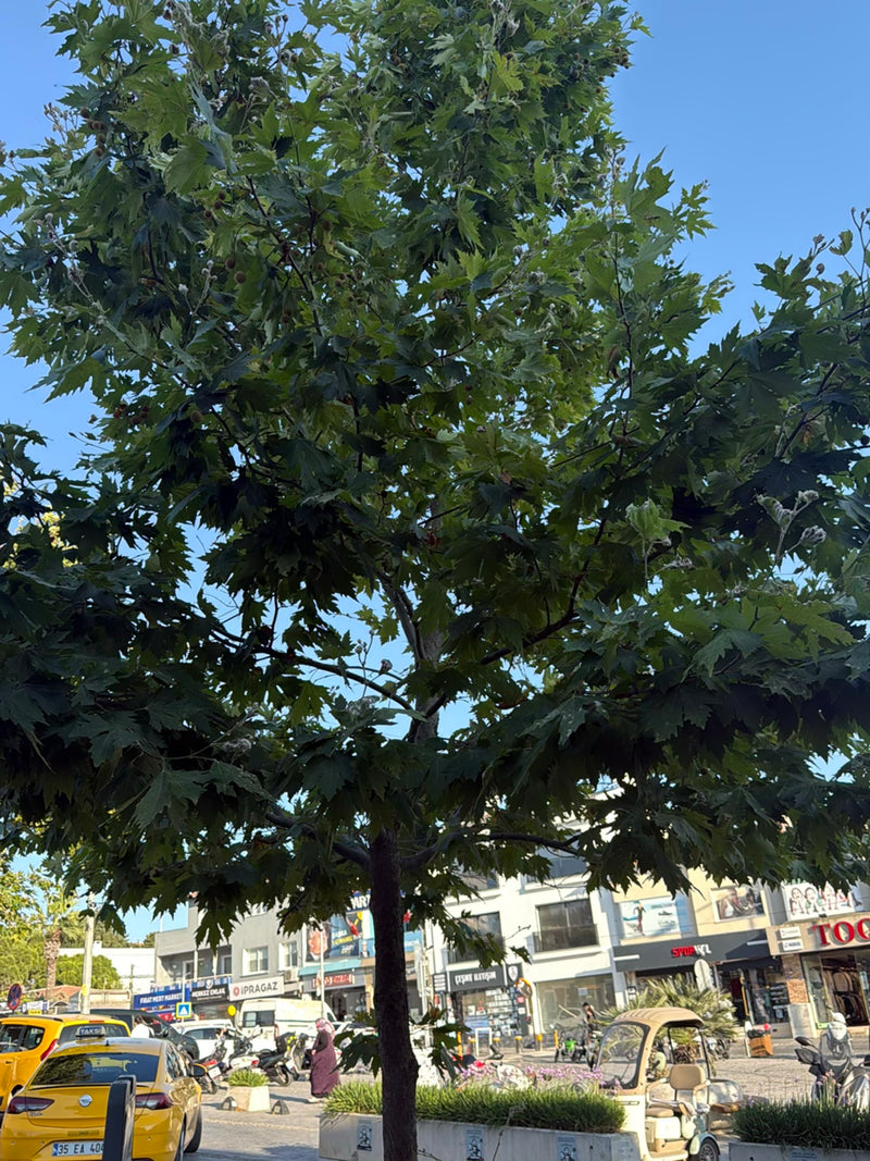 On aperçoit un platane à feuilles d'érable doté d'un feuillage dense, planté le long d'une rue urbaine. Des bâtiments et des véhicules apparaissent en arrièr...