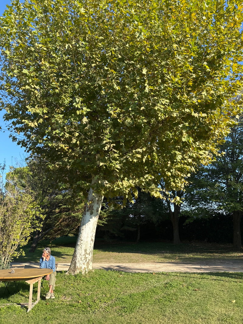 Platane à feuilles d'érable — photo 1 sur 29