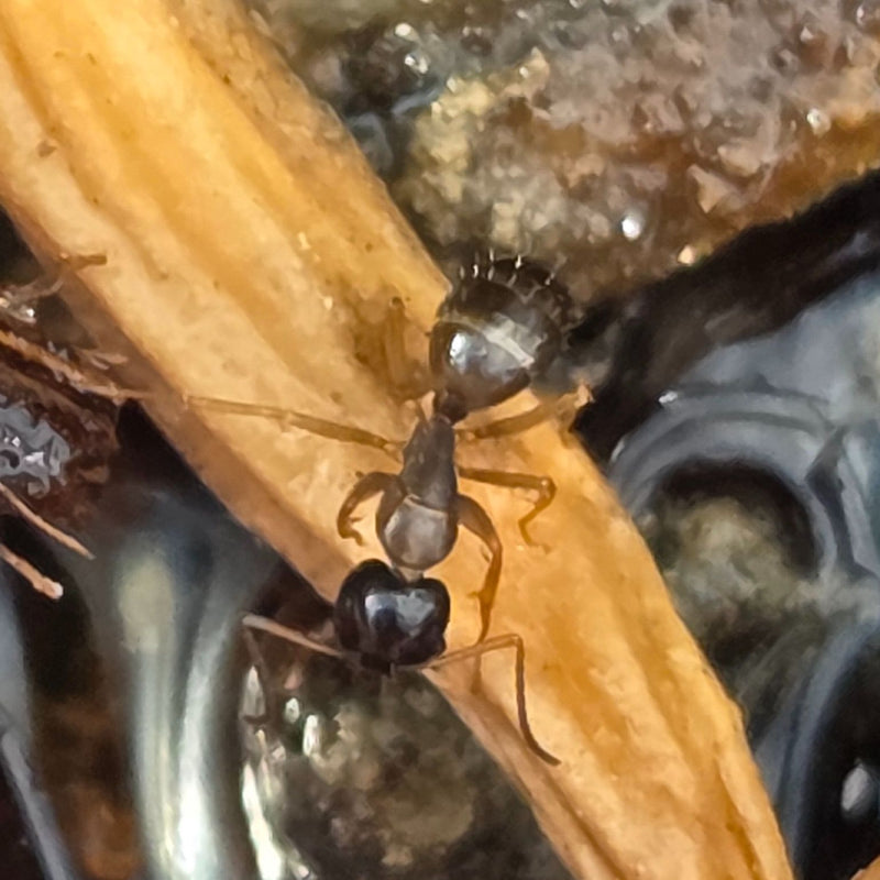 Fourmi acrobate — Bild 1