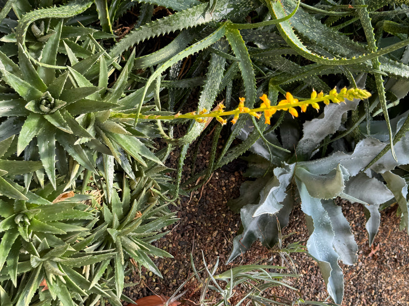 Rosettes succulentes et épineuses d'un aloès avec une hampe florale jaune, vues d'en haut.