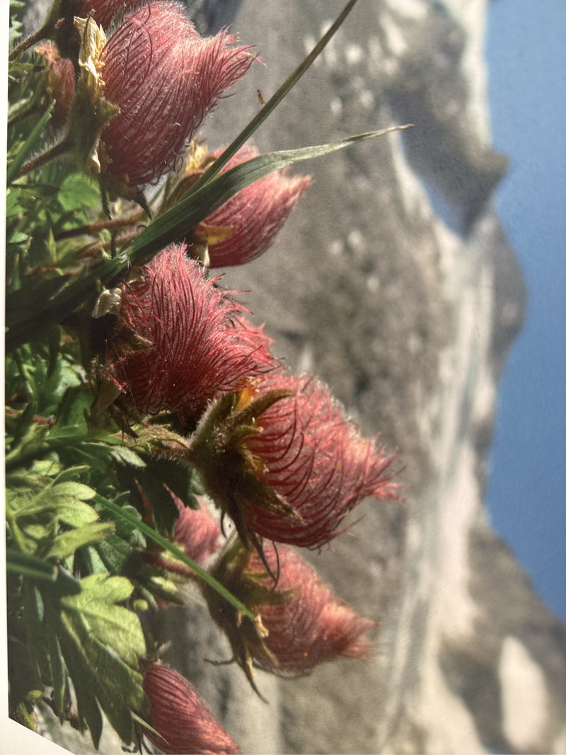 Anémone des Alpes — Bild 1