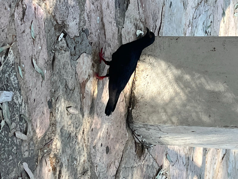 Crave à bec rouge — Bild 5