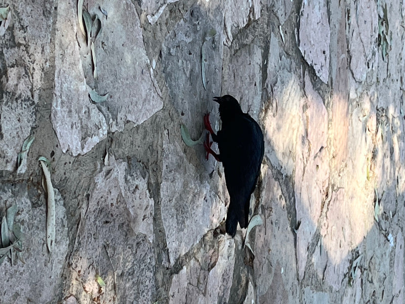 Crave à bec rouge — Bild 3