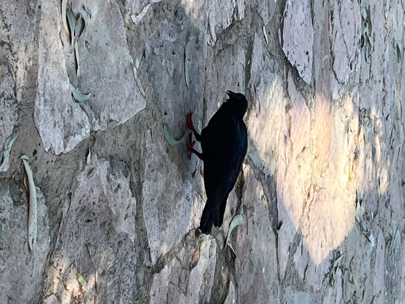 Crave à bec rouge — Bild 4