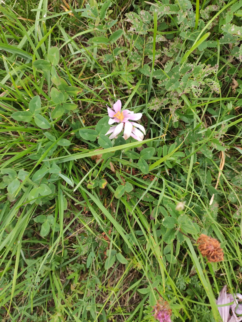 Alsike-Klee — photo 1 sur 1