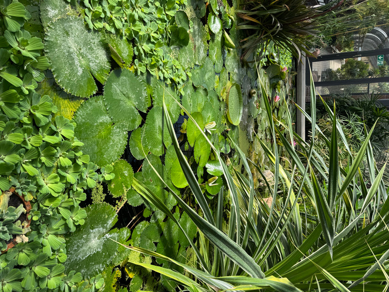 Amazonas-Riesenseerose — photo 2 sur 2
