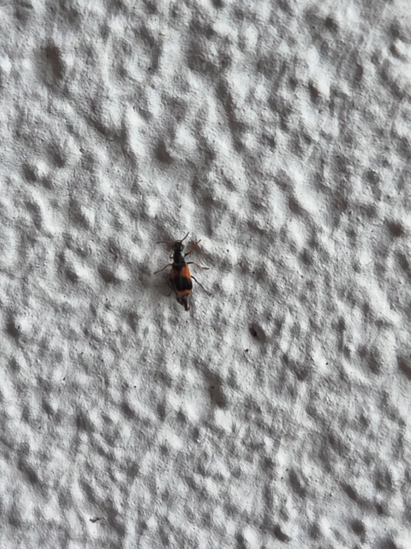 Un clairon des fourmis est posé sur un mur clair et crépi. Le motif rouge et noir caractéristique du coléoptère est bien visible.