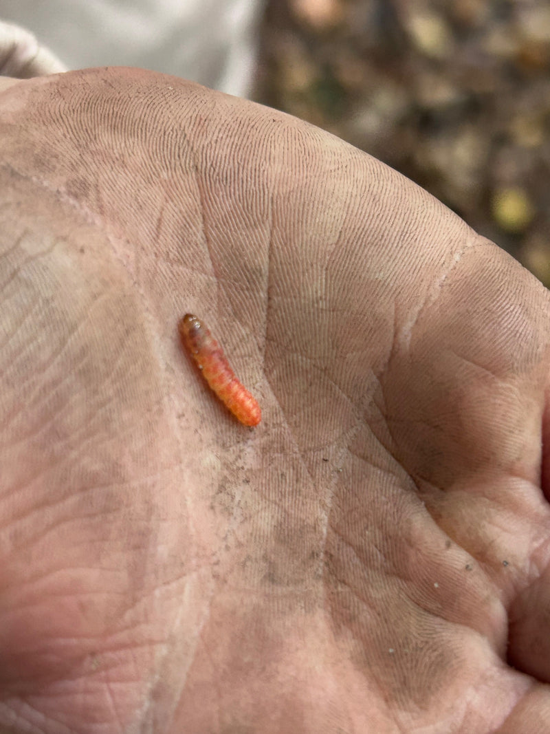 Une larve rouge-orange de cleron des fourmis repose sur la paume d'une main humaine. Le petit insecte est bien visible.