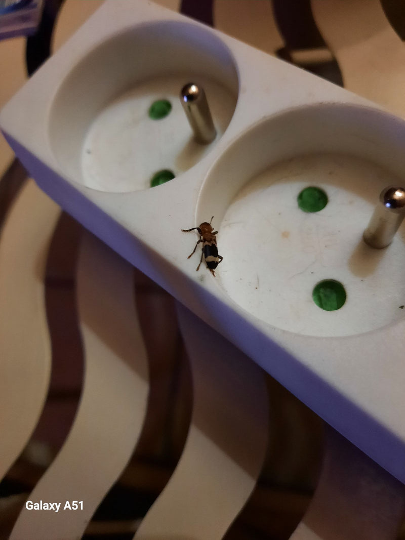 Un clairon formiculaire se déplace sur le bord d'une multiprise blanche.