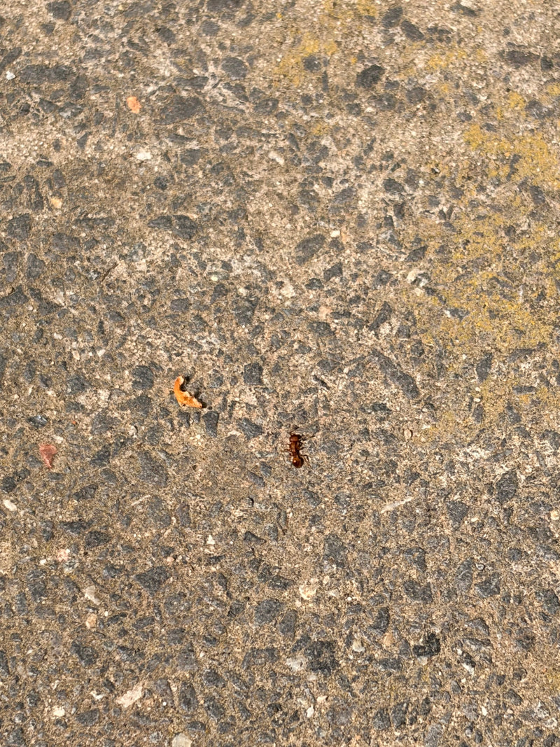 Une fourmi brune isolée se déplace sur une surface rugueuse en asphalte ou en béton.