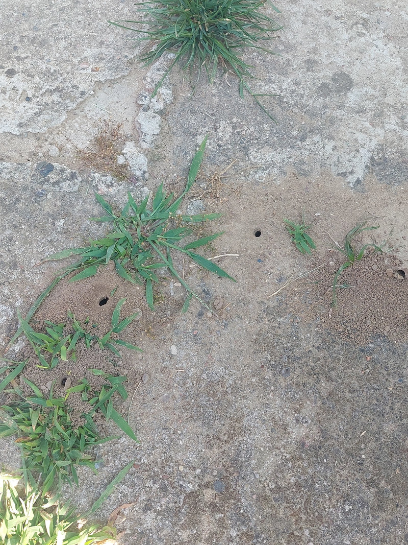 Plusieurs entrées de nid de fourmis avec des monticules de sable caractéristiques entre des touffes d'herbe sur du béton.