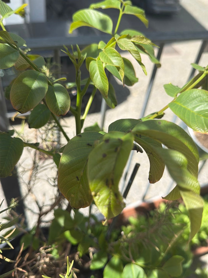 Plusieurs fourmis se déplacent sur les feuilles vertes d'une plante en pot à l'extérieur.