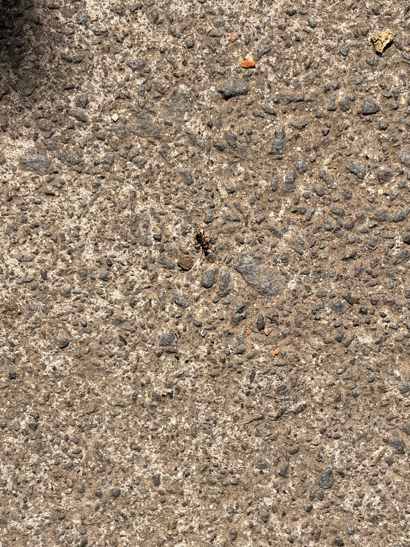 Une seule fourmi se déplace sur une surface d'asphalte rugueuse, vue de dessus.