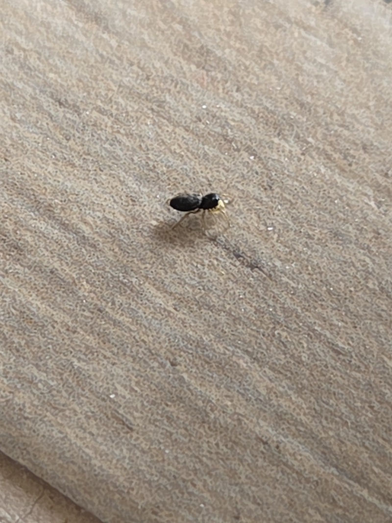 Araignée sauteuse de fourmi — Bild 2