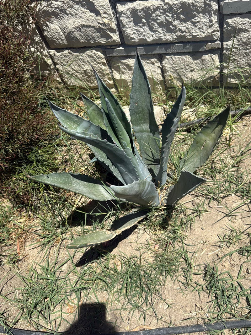 Agave américain — Bild 2