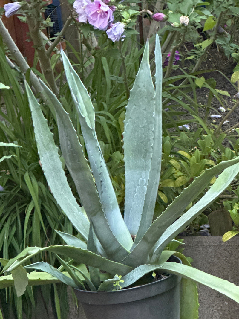 On y voit une agave américaine avec ses feuilles charnues et épineuses caractéristiques. La plante est dans un pot de fleurs sombre dans le jardin.
