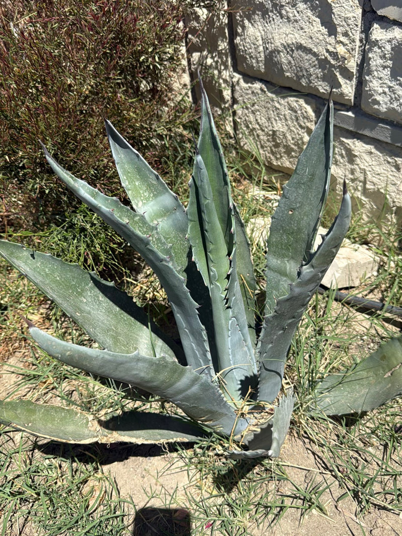 Agave américain — Bild 3