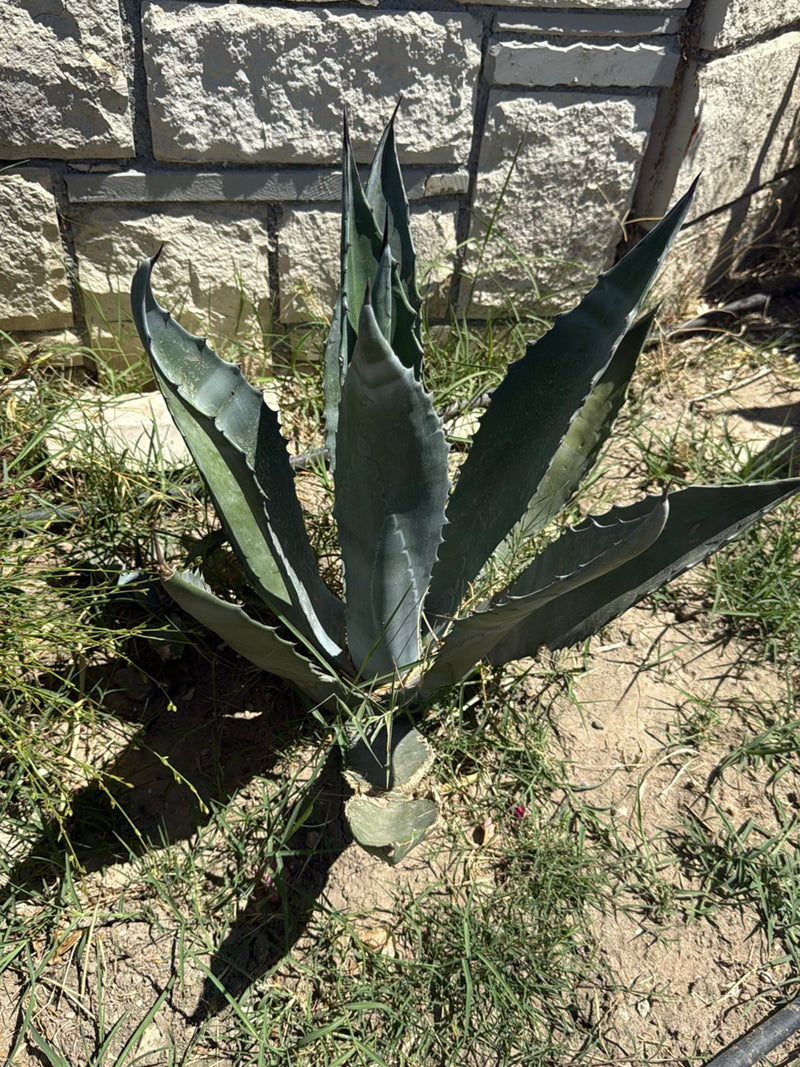 Agave américain — Bild 1