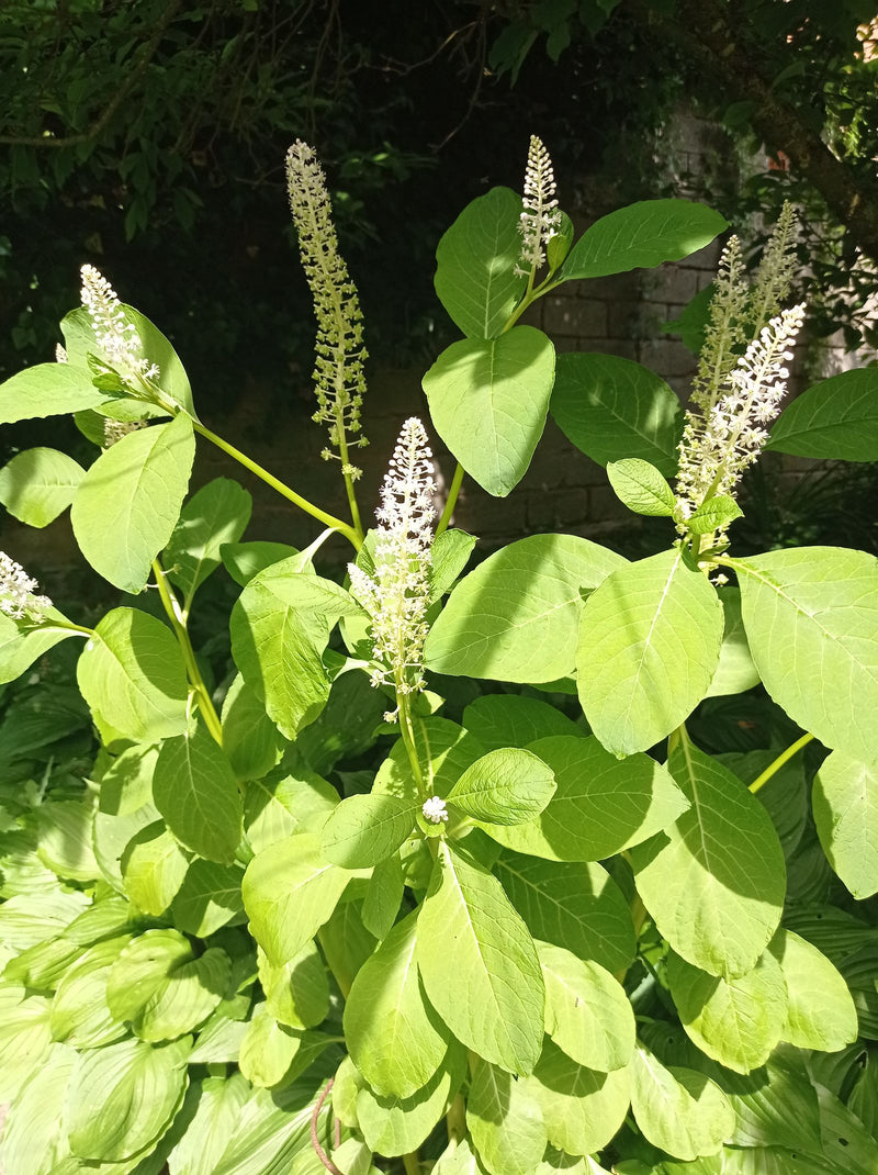 pokeweed américain — Bild 2