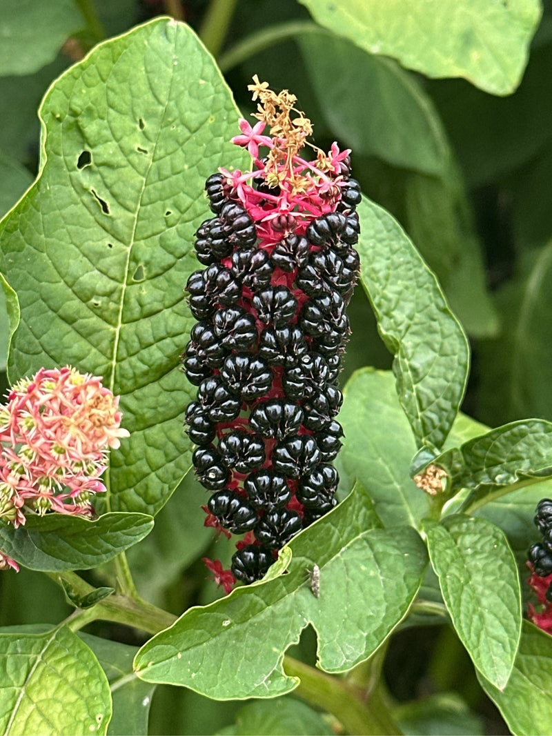 pokeweed américain — photo 1 sur 19