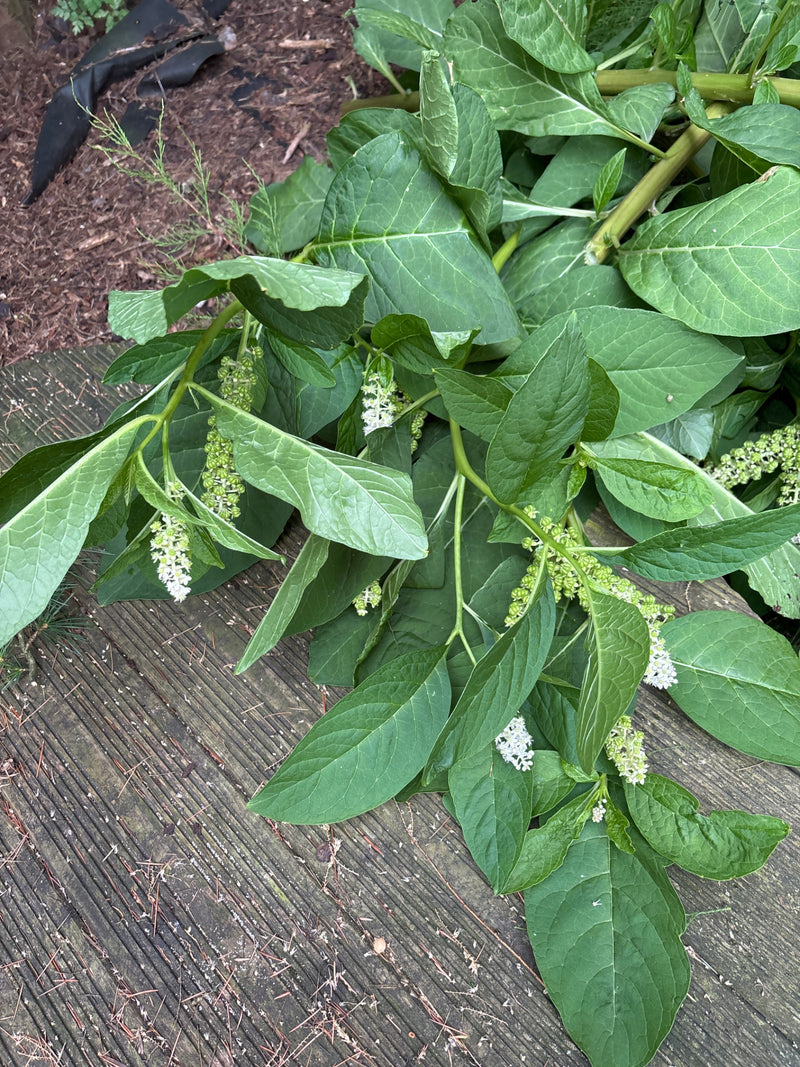 pokeweed américain — photo 5 sur 19