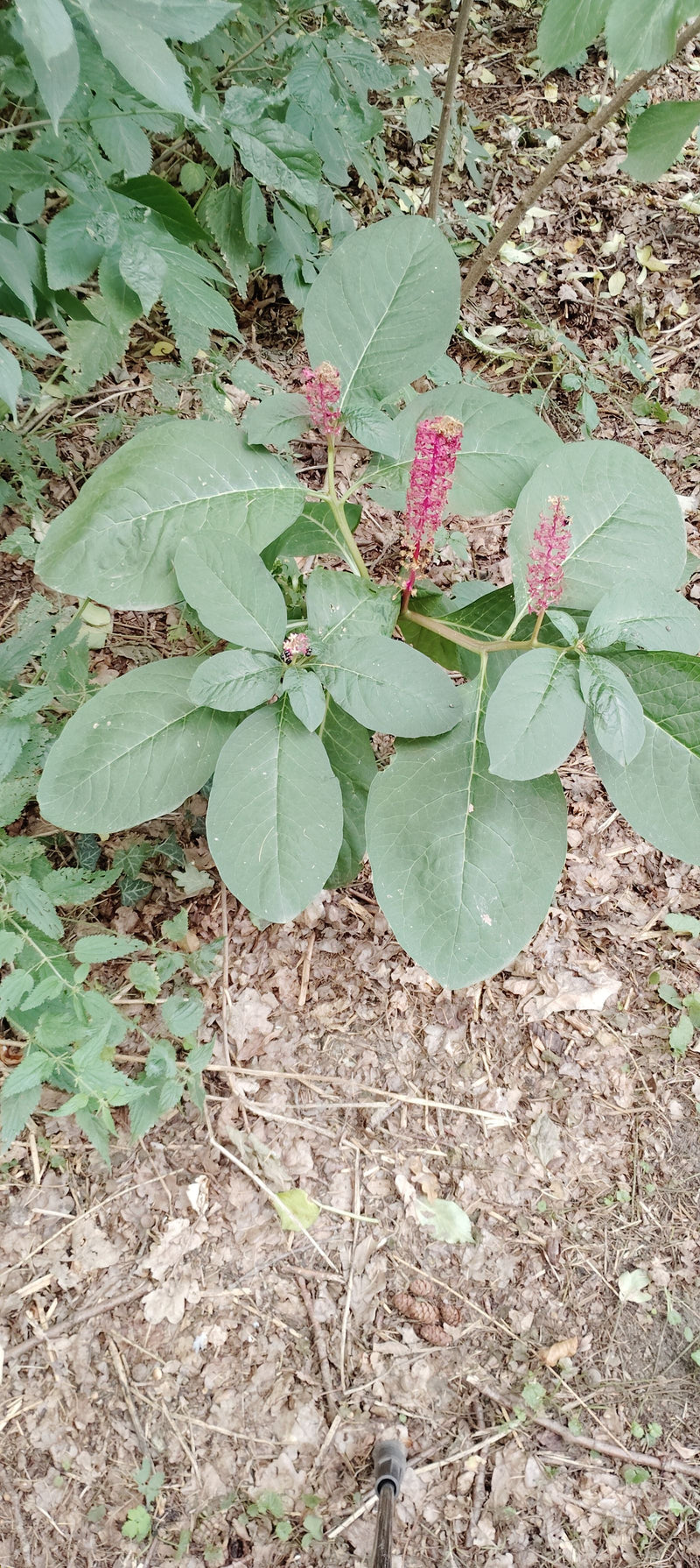 pokeweed américain — photo 2 sur 19
