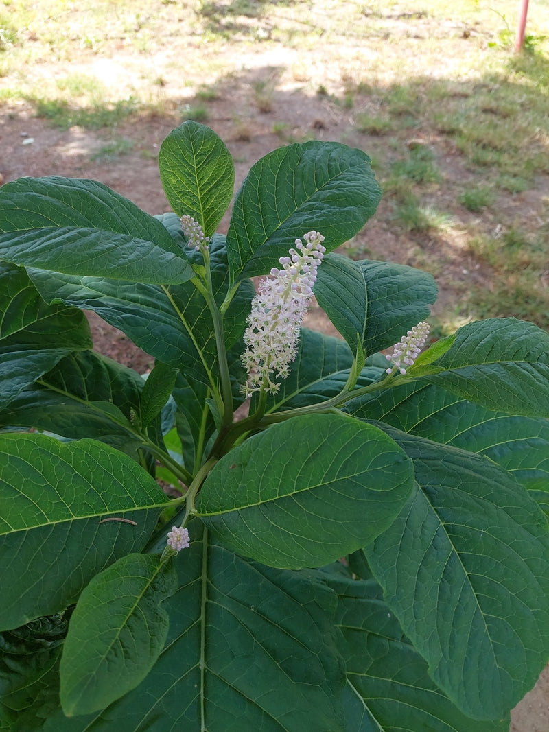 pokeweed américain — Bild 1