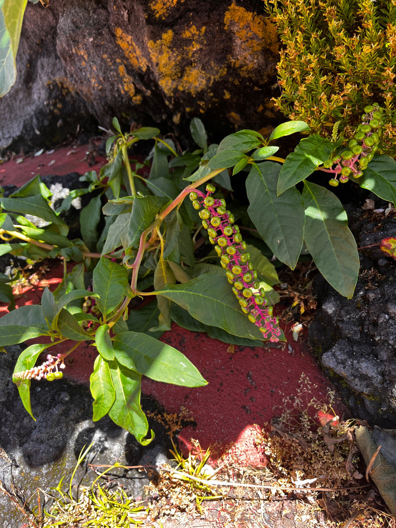 pokeweed américain — photo 4 sur 19