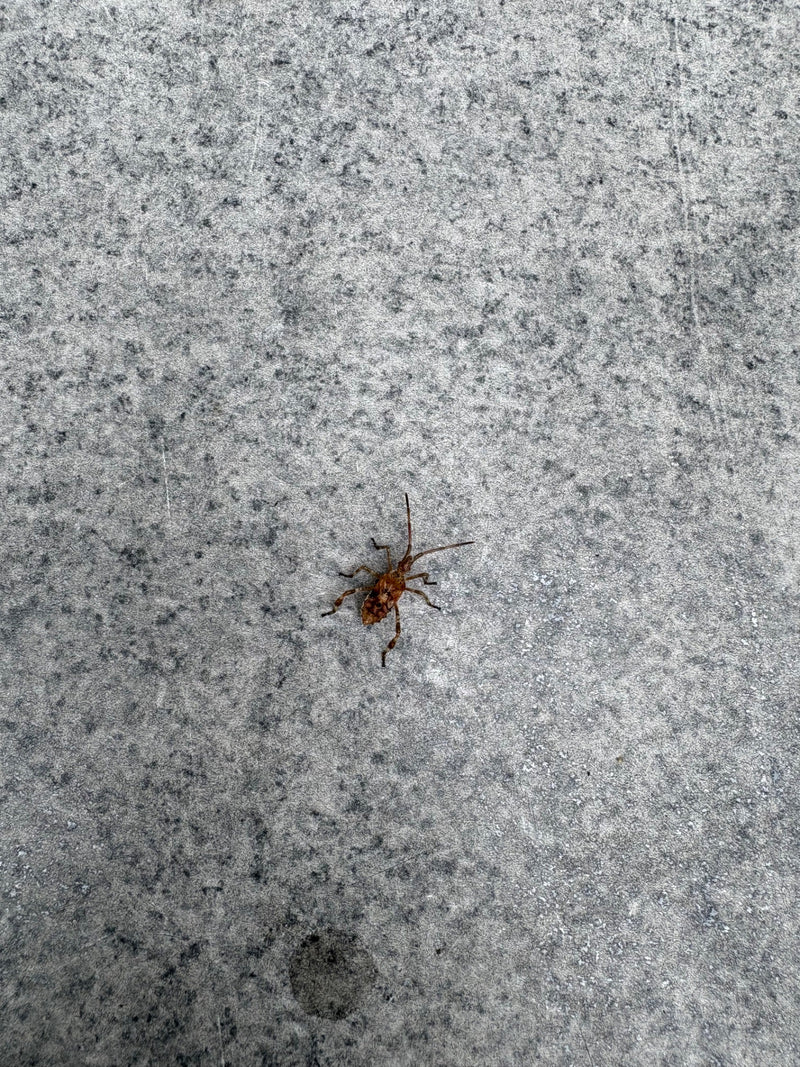 Une punaise américaine des cônes est posée sur un sol en pierre grise. La vue de dessus montre l'insecte dans sa forme typique.