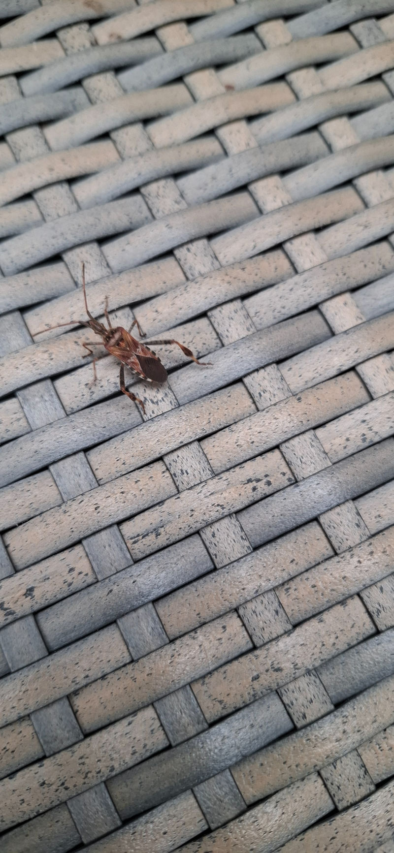 Une punaise américaine adulte repose sur une surface tressée grise.