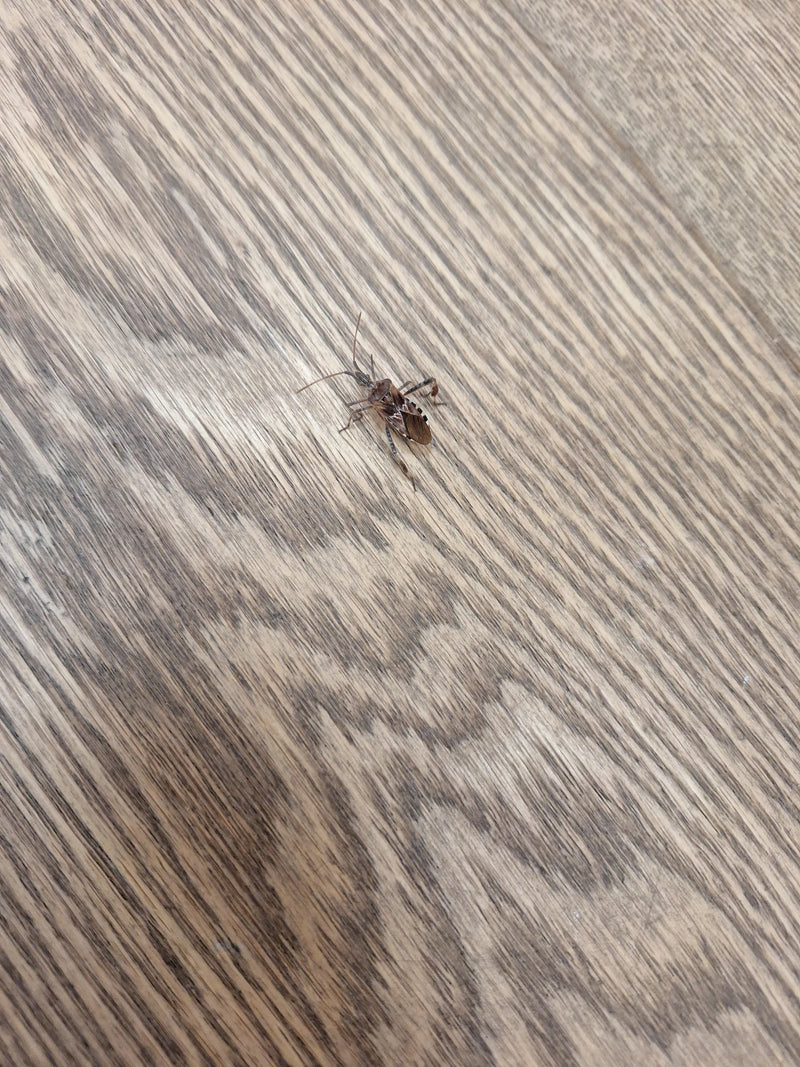 Une punaise américaine repose sur un sol en bois clair.
