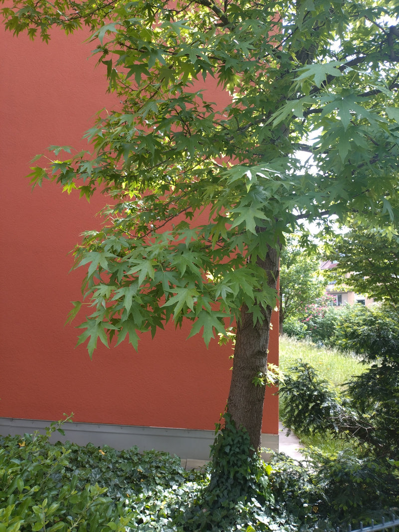 Arbre à gomme douce — Bild 1