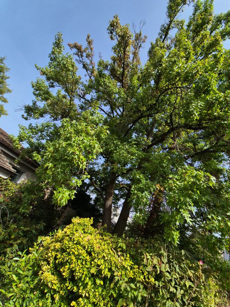 On aperçoit un grand liquidambar doté d'une canopée verte, photographié en contre-plongée sur fond de ciel bleu. La couronne caractéristique et le tronc sont...