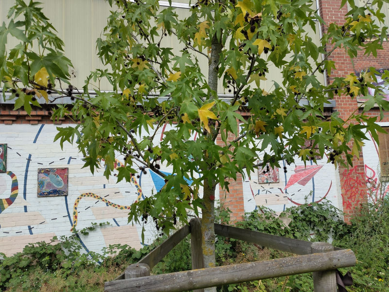 L'image montre un jeune copalme d'Amérique avec des feuilles caractéristiques en forme d'étoile et quelques fruits épineux. Il se trouve devant un mur clair ...