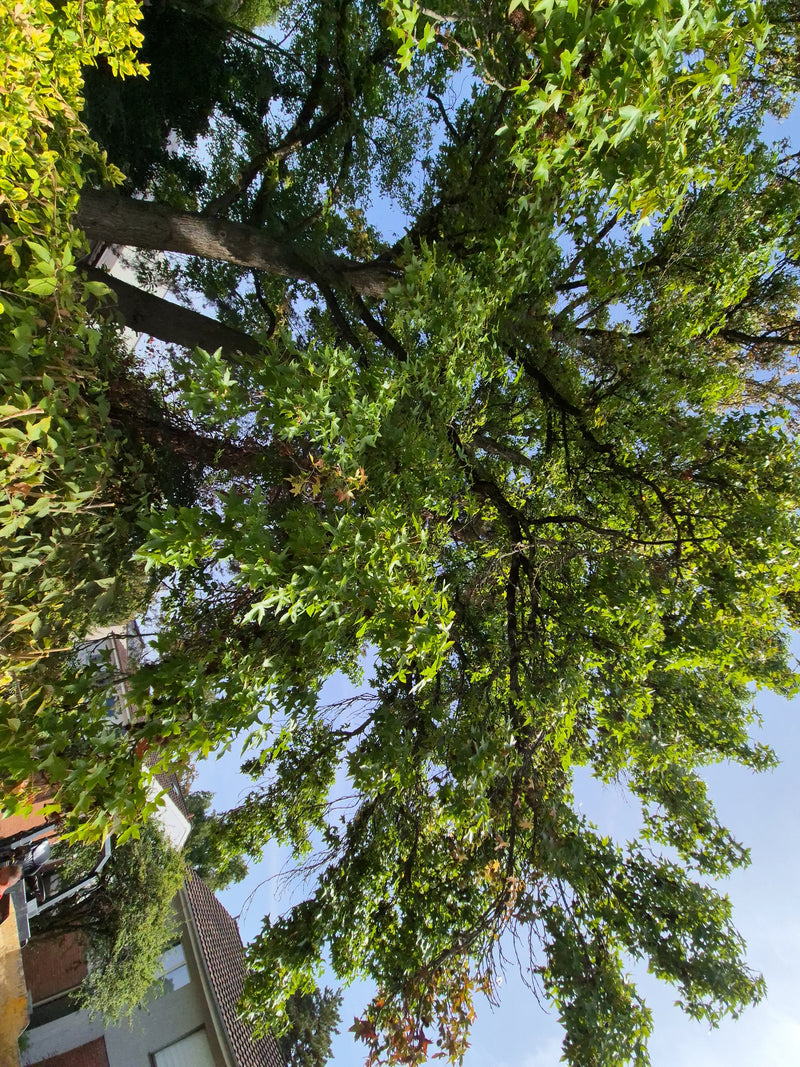 On aperçoit la cime verte d'un copalme d'Amérique mature vue d'en bas sur fond de ciel bleu. Les feuilles caractéristiques en forme d'étoile sont bien visibles.
