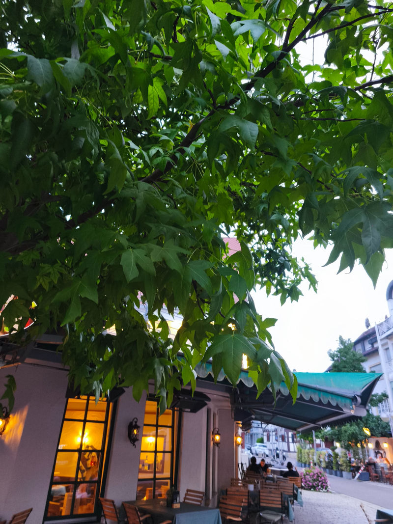 On aperçoit la canopée dense d'un copalme d'Amérique devant la façade d'une maison. Les feuilles caractéristiques aux lobes palmés pendent de branches sombres.